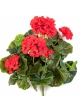 Geranium bush x 7 Red 30 cm