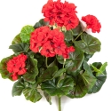 Geranium bush x 7 Red 30 cm