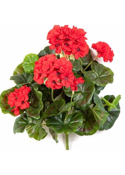 Geranium bush x 7 Red 30 cm