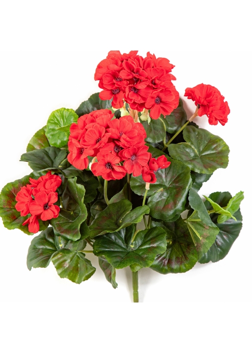 Geranium bush x 7 Red 30 cm