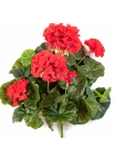Geranium bush x 7 Red 30 cm