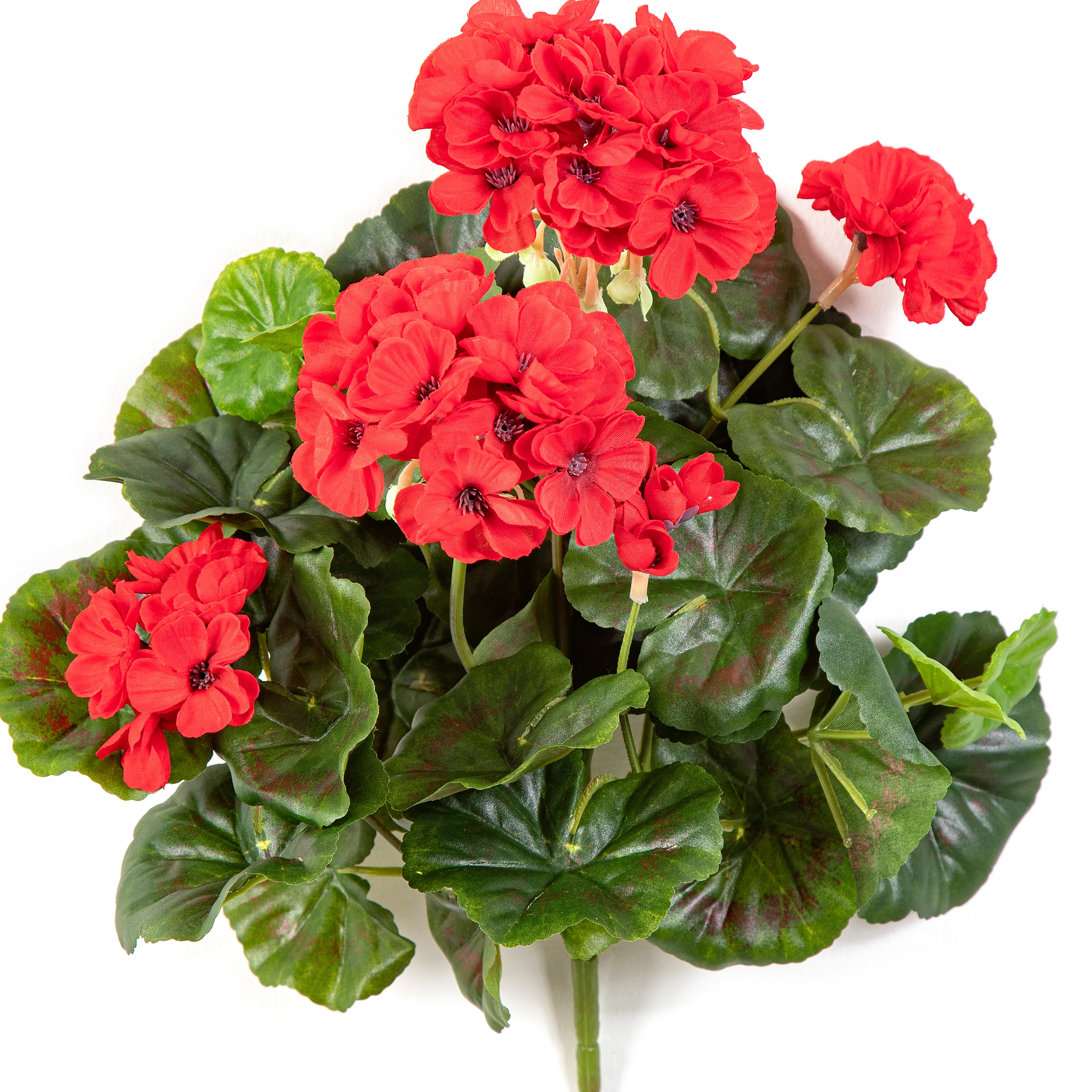 Geranium bush x 7 Red 30 cm