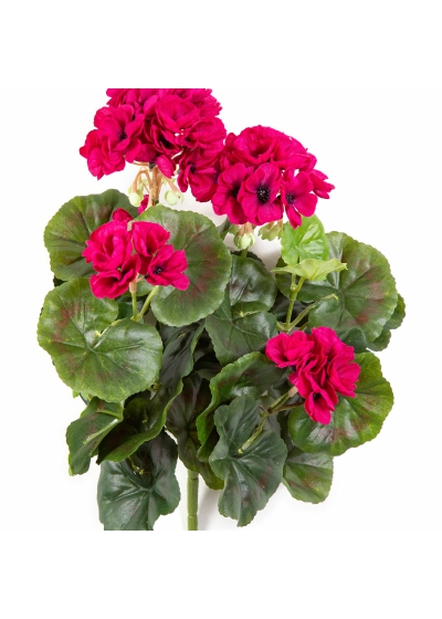 Geranium bush x 7 Violet 30 cm