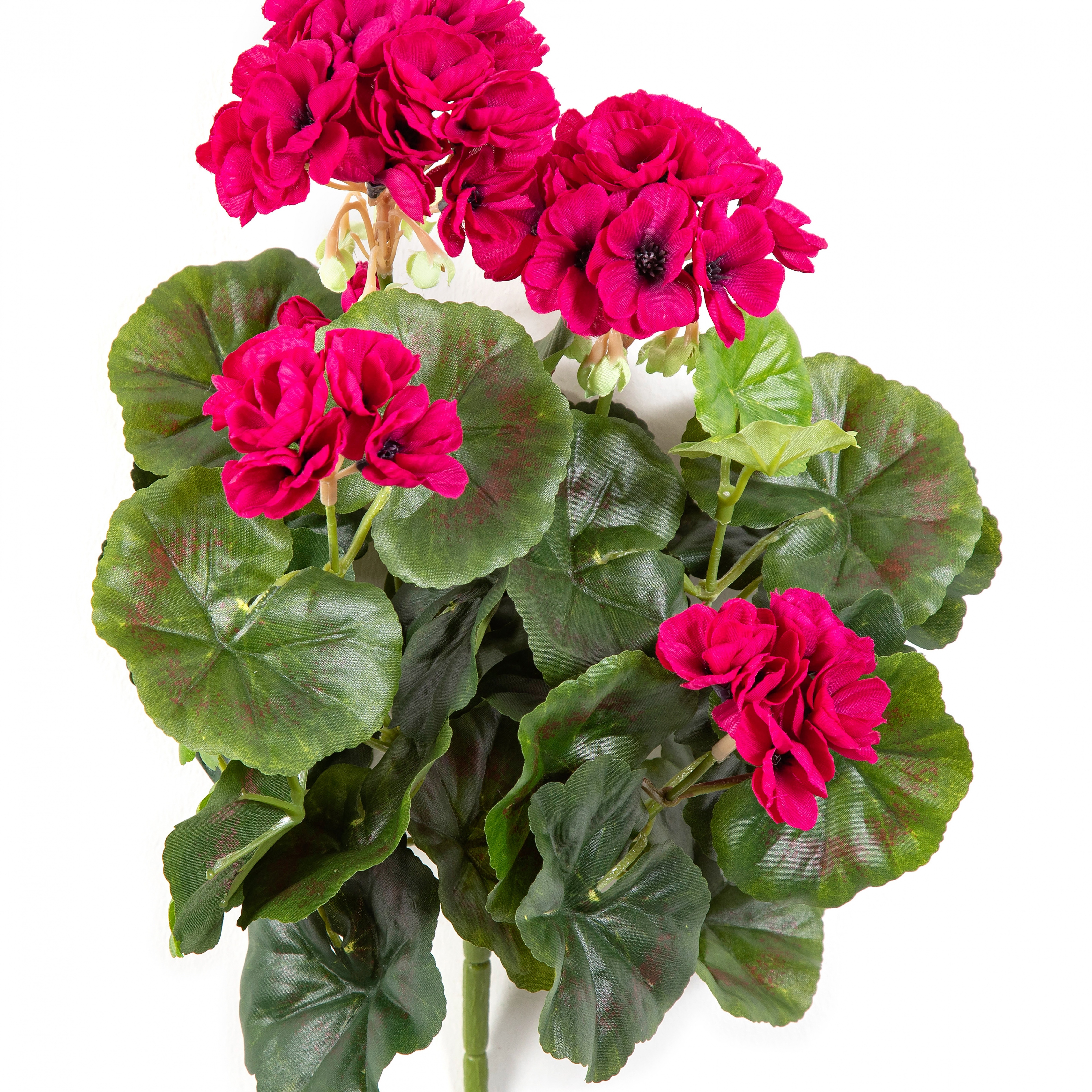 Geranium bush x 7 Violet 30 cm