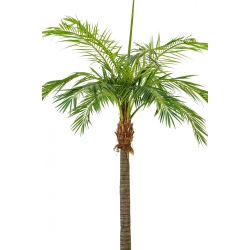 Giant Phoenixpalm 420-480 cm