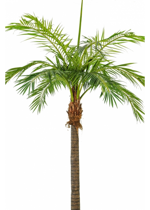 Giant Phoenixpalm 420-480 cm