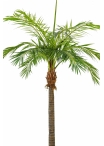 Giant Phoenixpalm 420-480 cm