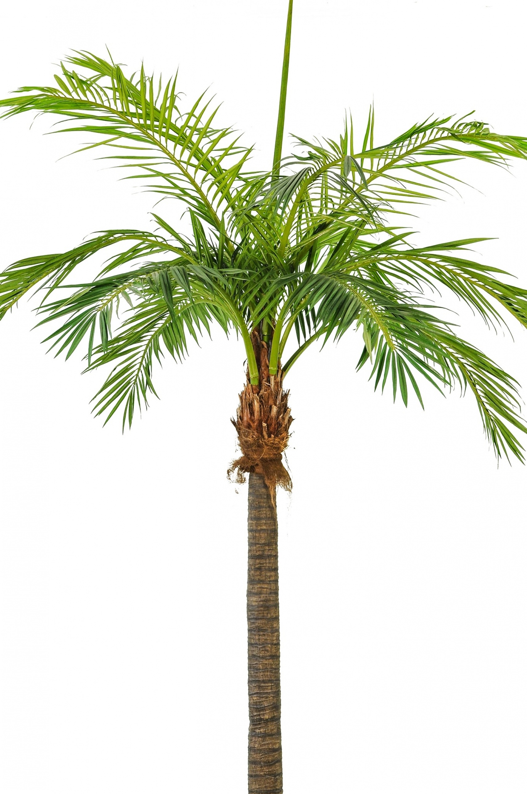 Giant Phoenixpalm 420-480 cm