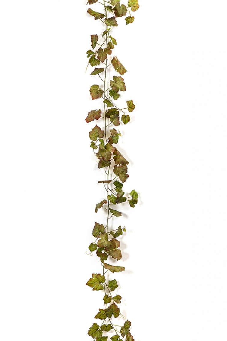 Grape Ivy Vine Autumn 230 cm