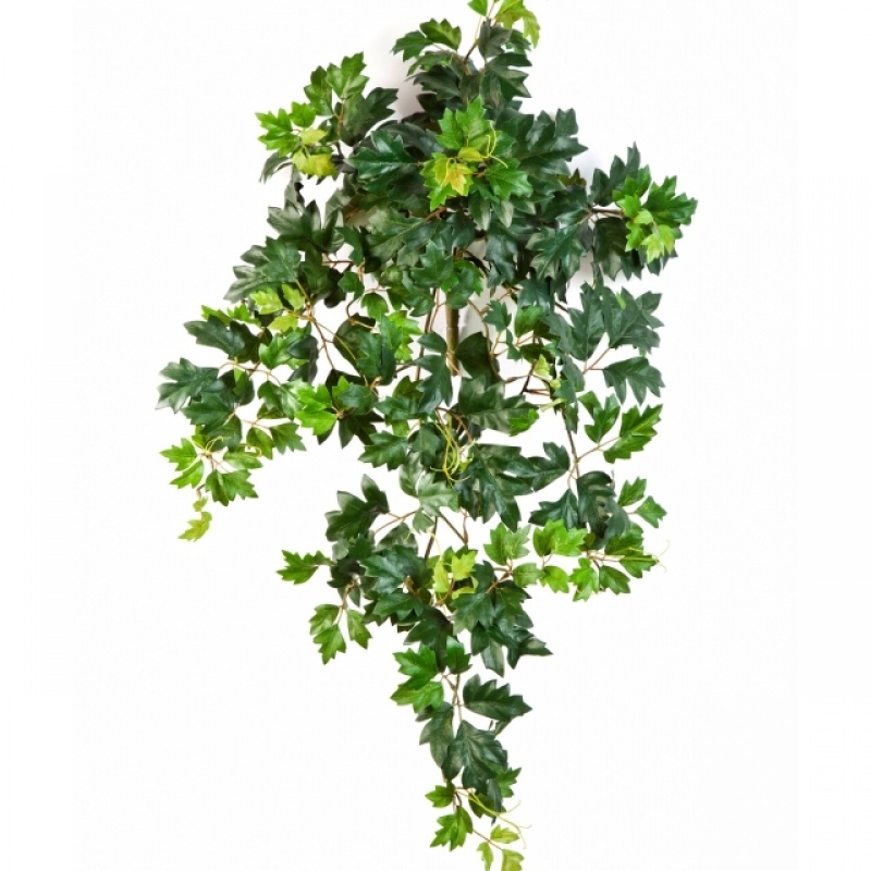 Grape ivy hanging bush x 7 70-90 cm