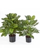 Green calathea X 65 w/pot 78-80 cm