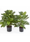 Green calathea X 65 w/pot 78-80 cm