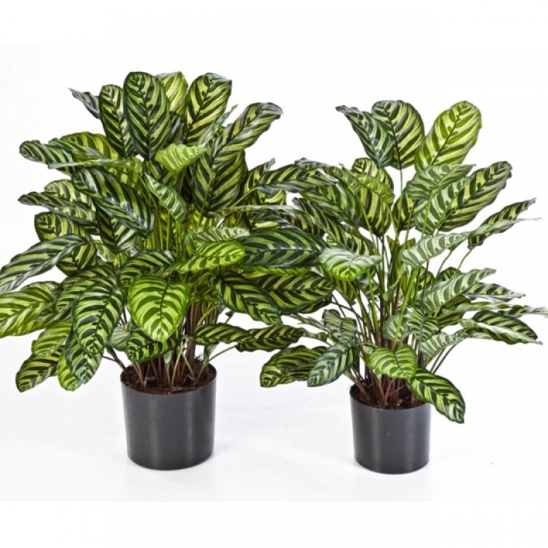 Green calathea X 65 w/pot 78-80 cm