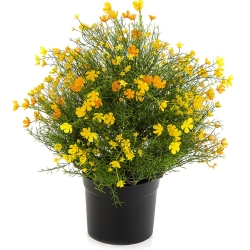 Gypsophila Bush w/pot - Yellow 48 cm