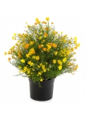 Gypsophila Bush w/pot - Yellow 48 cm