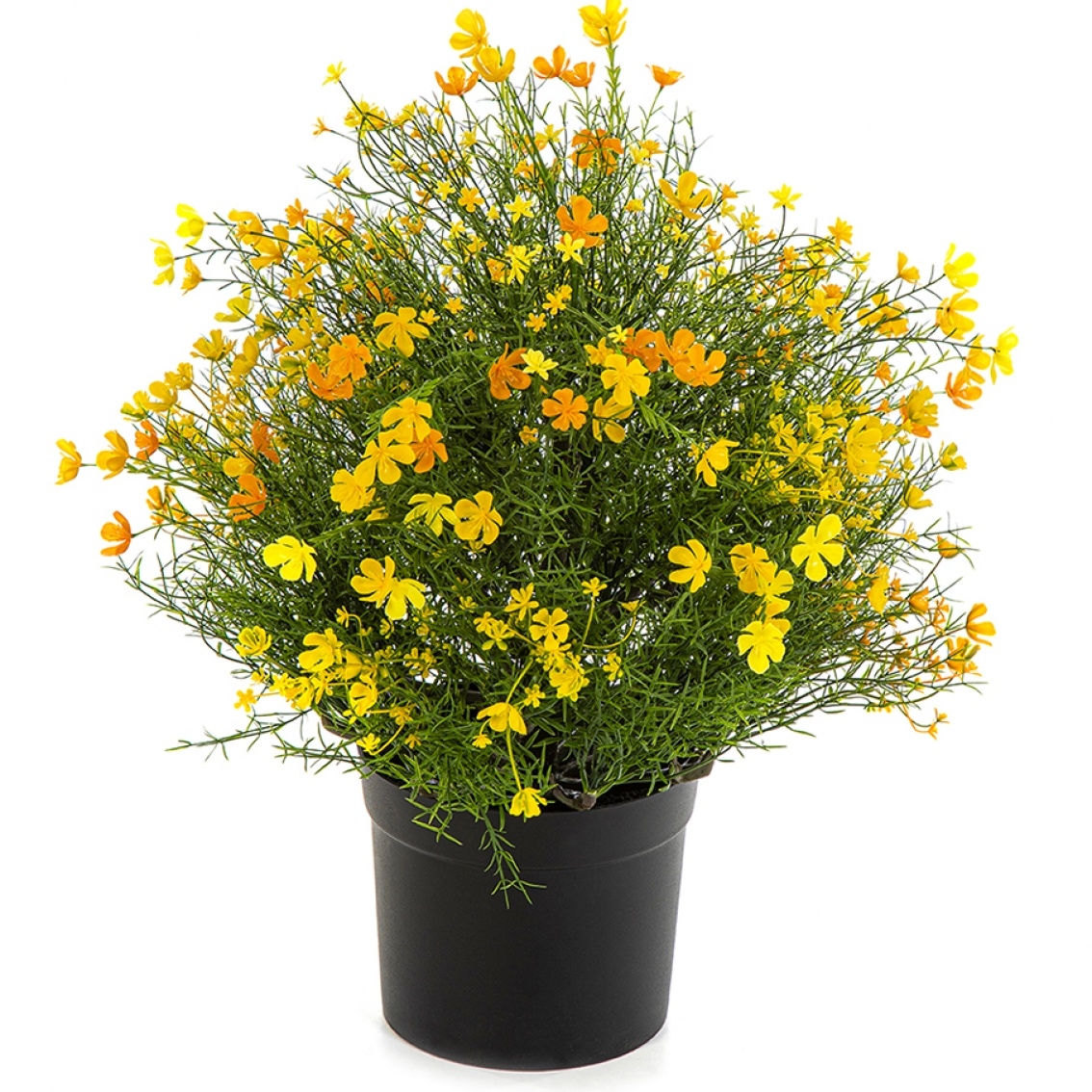 Gypsophila Bush w/pot - Yellow 48 cm