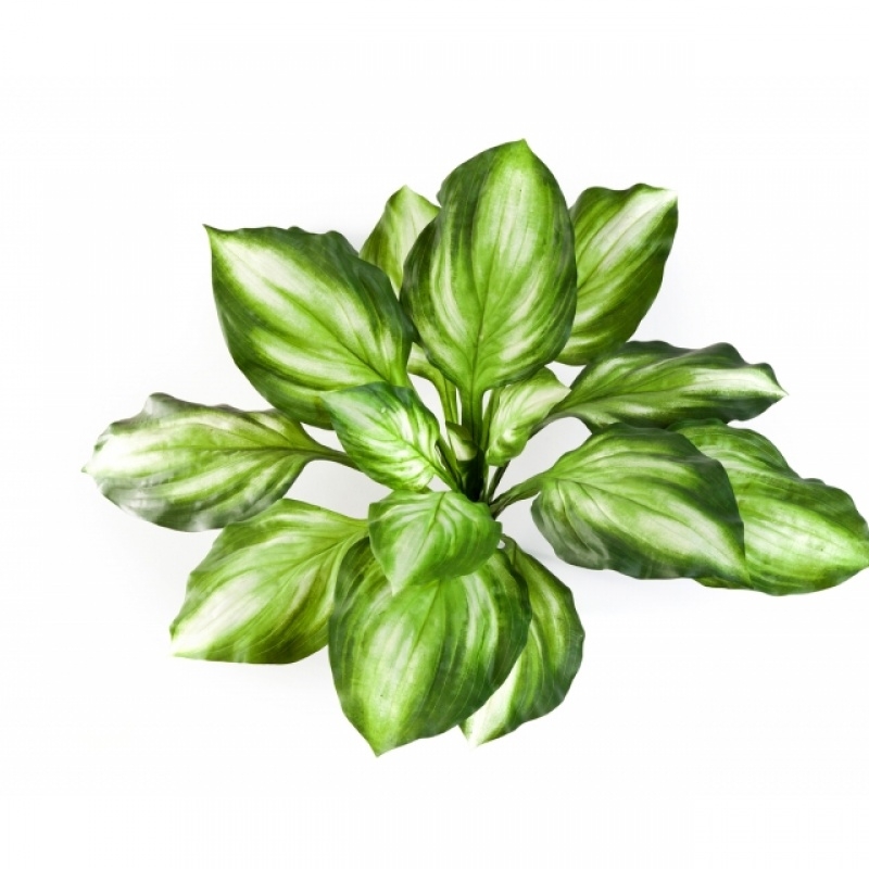 Hosta bush green/yellow 55 cm