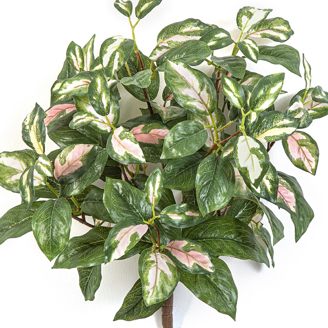 Hoya Carnosa Bush 38 cm