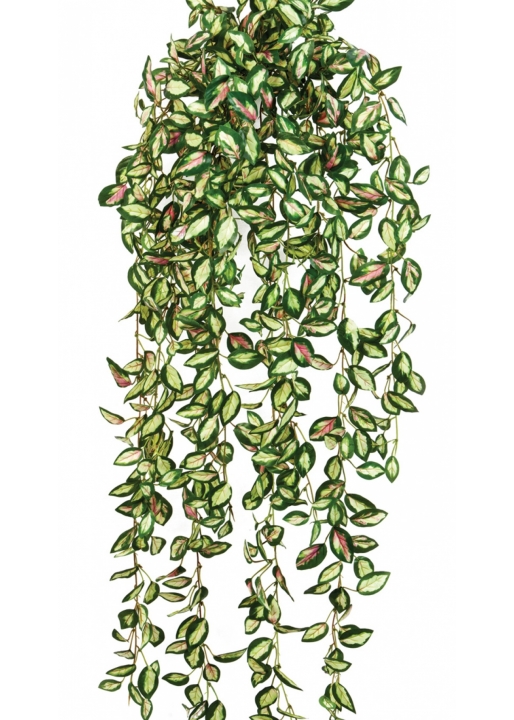 Hoya hanging bush 85 cm