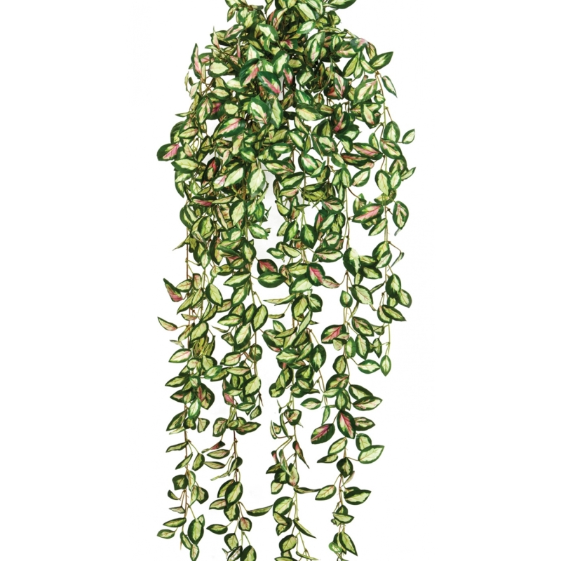 Hoya hanging bush 85 cm