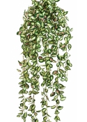 Hoya hanging bush 85 cm
