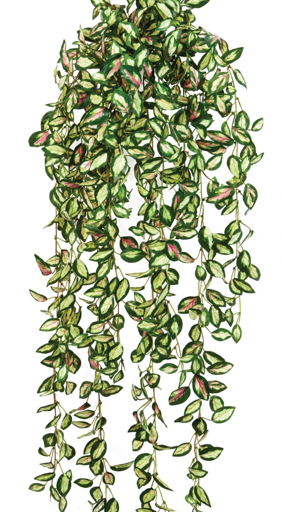 Hoya hanging bush 85 cm