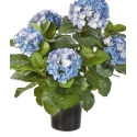 Hydrangea Bush de luxe w/pot 53 cm