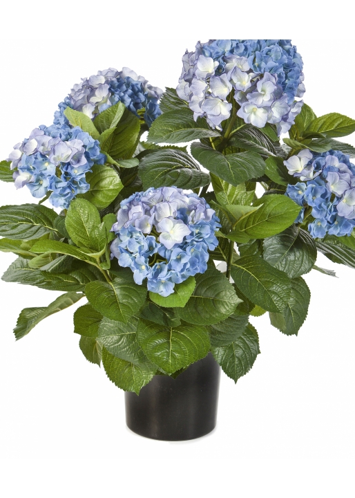 Hydrangea Bush de luxe w/pot 53 cm