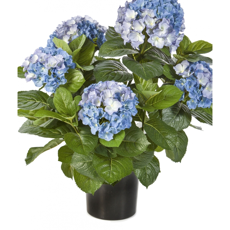 Hydrangea Bush de luxe w/pot 53 cm