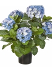 Hydrangea Bush de luxe w/pot 53 cm