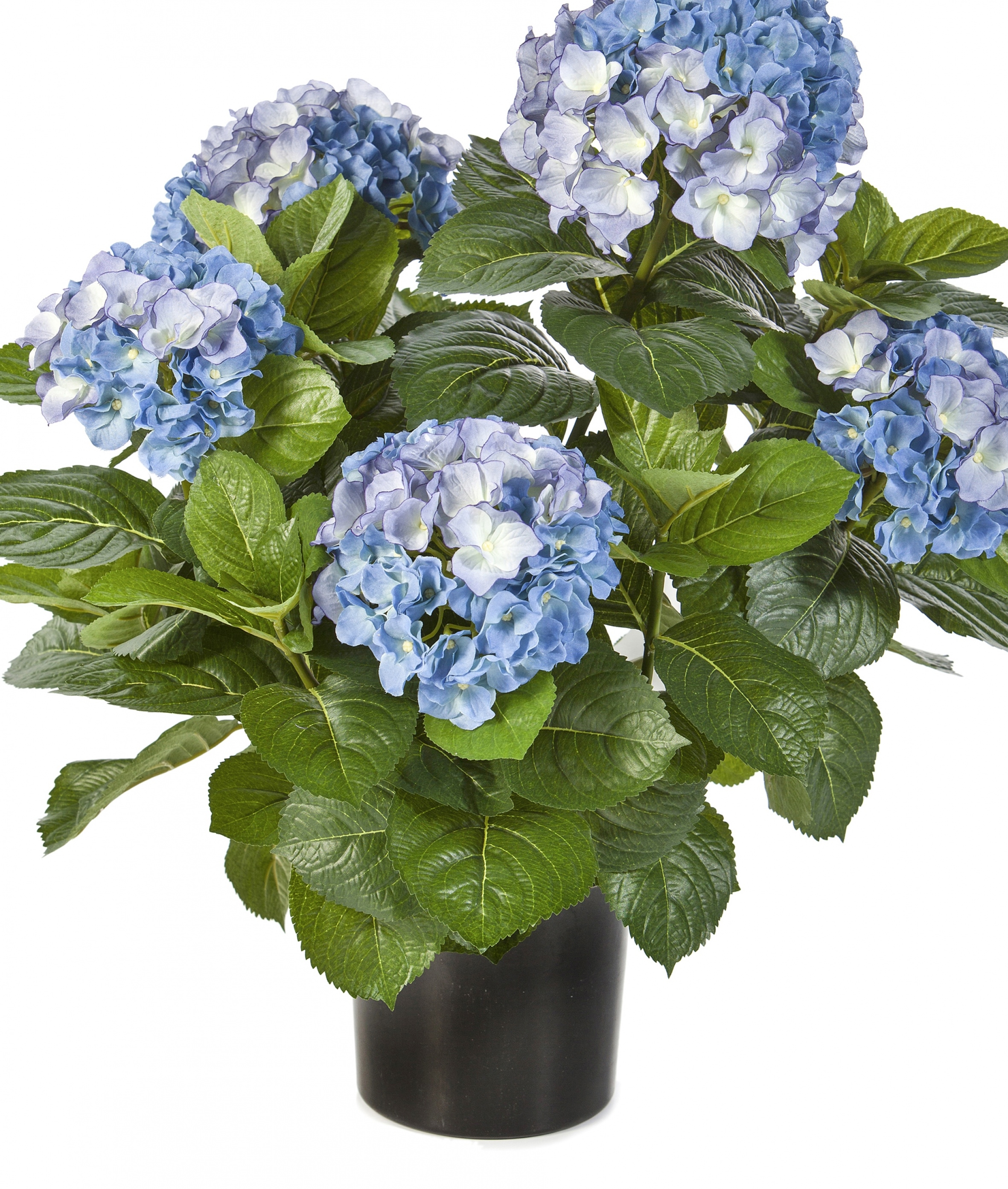 Hydrangea Bush de luxe w/pot 53 cm