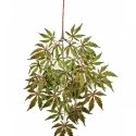 Japanese Maple Spray x 36 60 cm