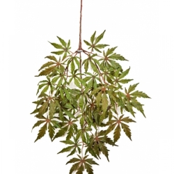 Japanese Maple Spray x 36 60 cm