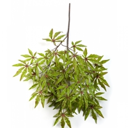 Japanese maple spray Green/red 63 cm