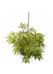 Japanese maple spray Green/red 63 cm
