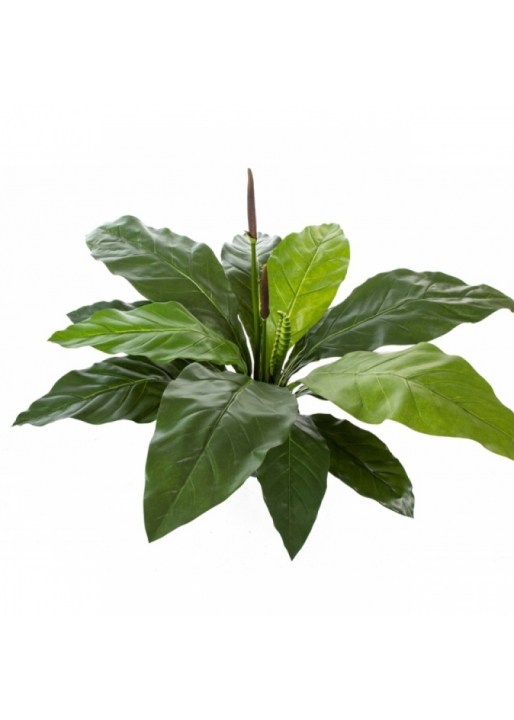 Jungle King Anthurium 84 cm