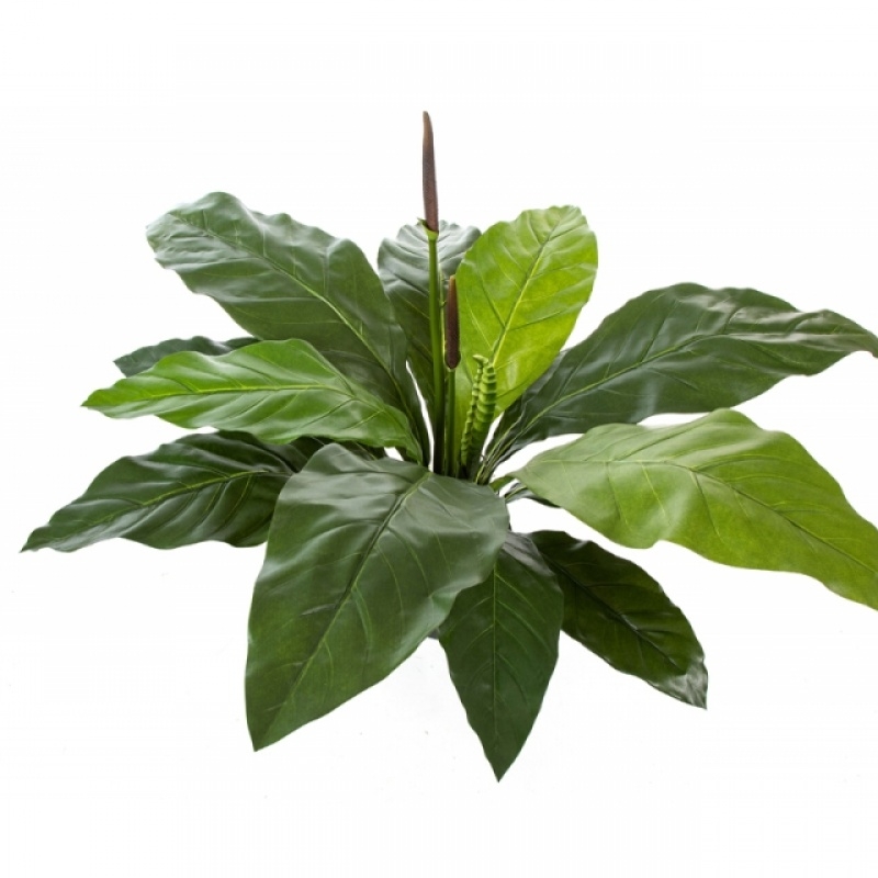 Jungle King Anthurium 84 cm