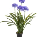 Large Agapanthus Blue w/pot 103 cm