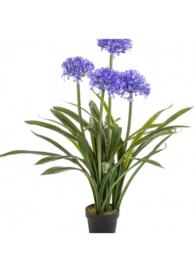Large Agapanthus Blue w/pot 103 cm