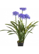 Large Agapanthus Blue w/pot 103 cm