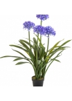 Large Agapanthus Blue w/pot 103 cm