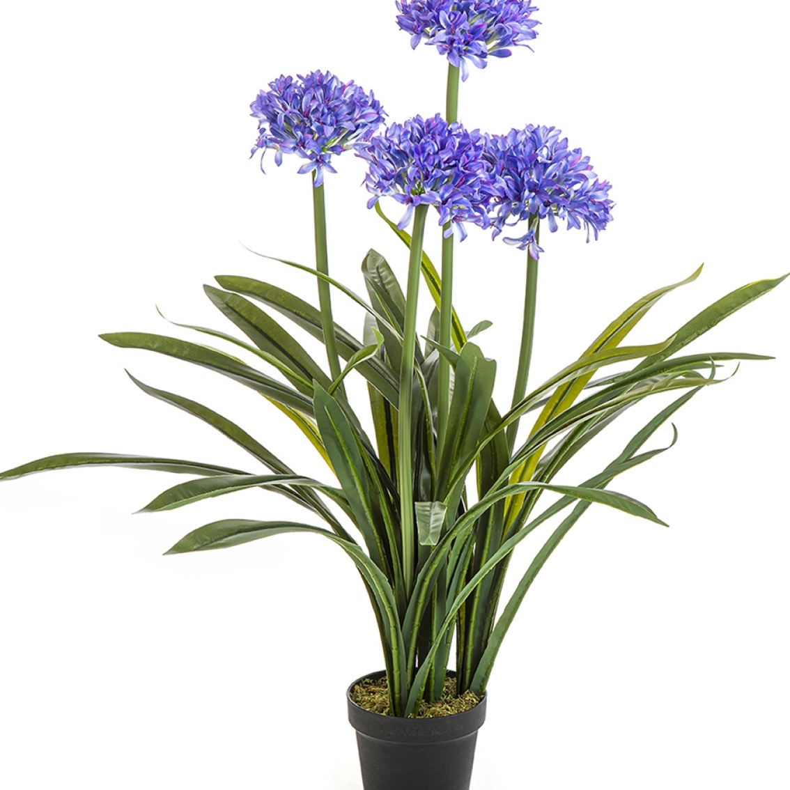 Large Agapanthus Blue w/pot 103 cm