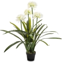 Large Agapanthus White w/pot 103 cm