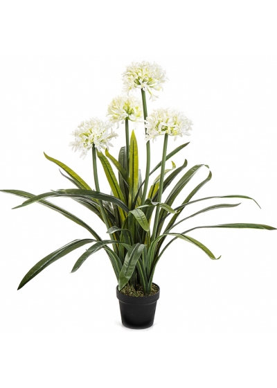 Large Agapanthus White w/pot 103 cm