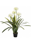 Large Agapanthus White w/pot 103 cm