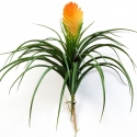 Large Bromelia Vriesia 30 cm