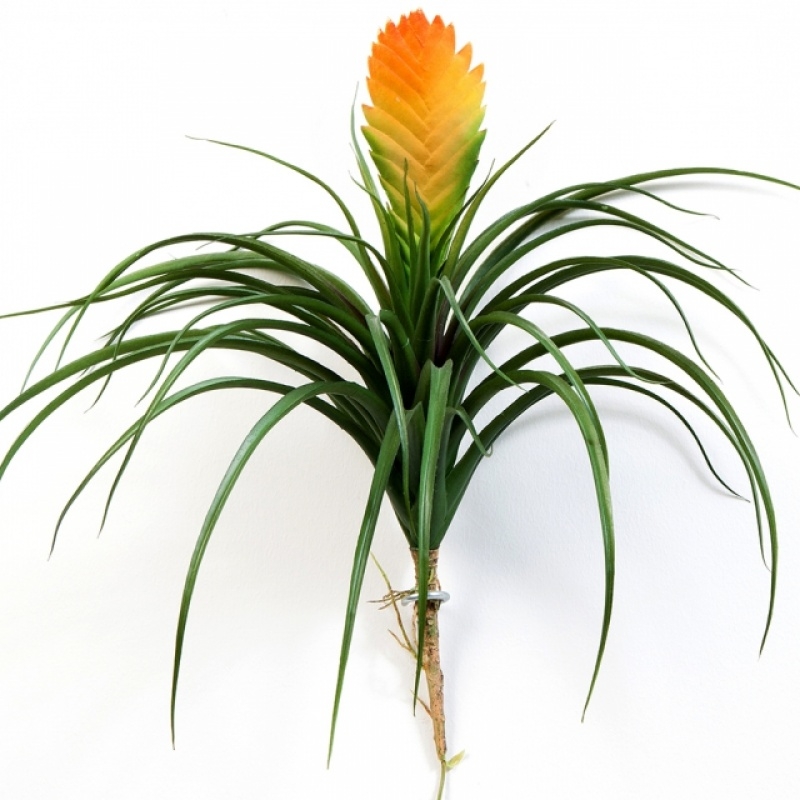 Large Bromelia Vriesia 30 cm