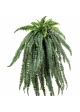 Large fern hanging bush X 64 150 cm