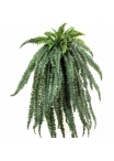 Large fern hanging bush X 64 150 cm