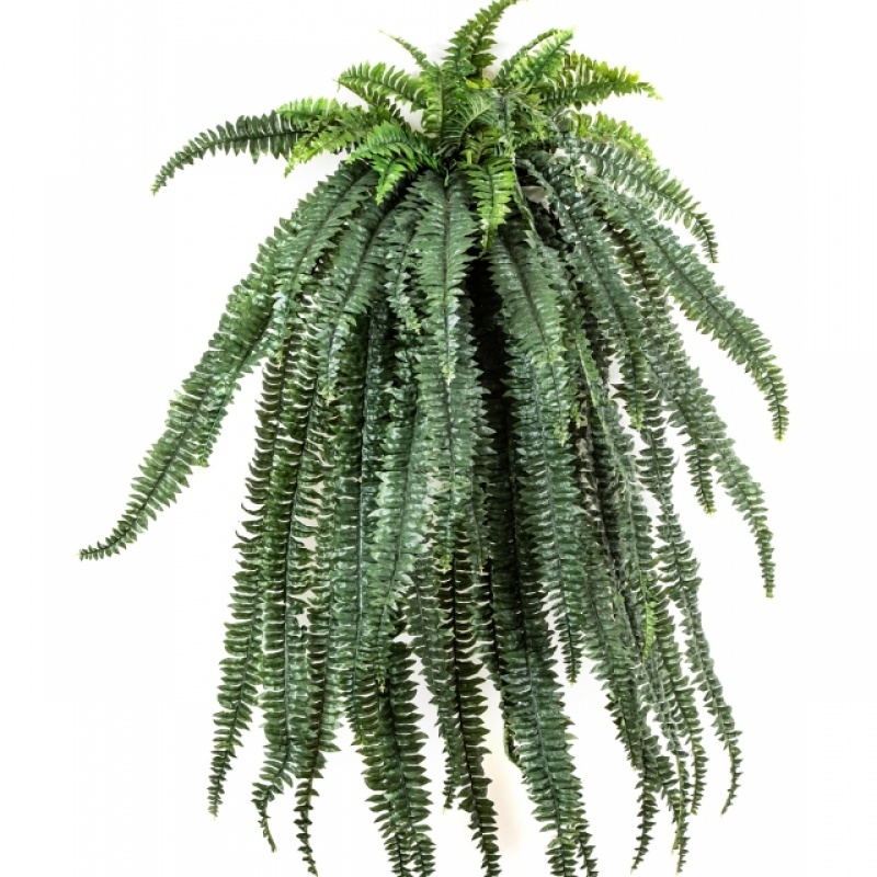 Large fern hanging bush X 64 150 cm